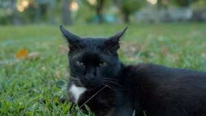 film photography in bangkok | canon 30 + kodak color plus 200