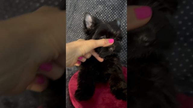 Эксклюзив! Чисто черный йорк! 3 мес. Взрослый вес 2.5 кг