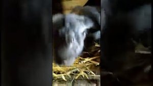 Кормление кроликов ?