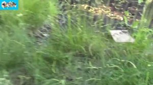 Дачный совет . Зачем нужно отрывать маленькие не доросшие плоды у груши и яблони