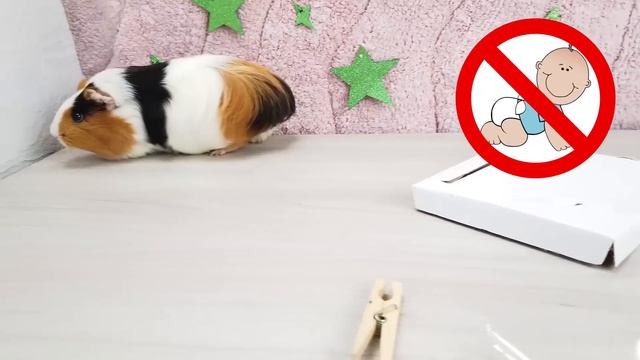 Свинка Бузя: Веселье В Лаборатории ??