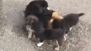 Стая собак разорвала кота в клочья!!!