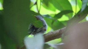 Feeding | Juvenile Cinereous tit bird (Parus cinereus)