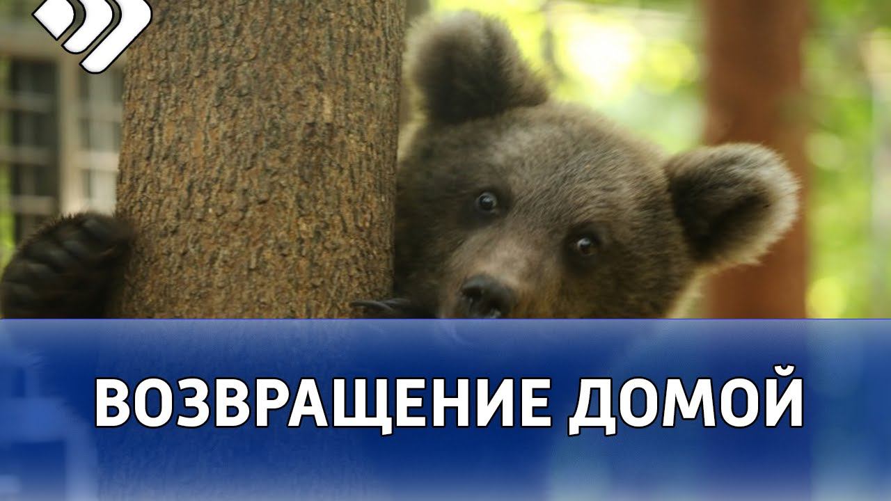 Медвежонок по кличке Михаил Андреевич готовится к возвращению обратно в Коми