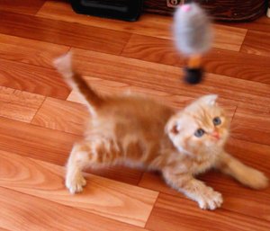 Знакомьтесь, котёнок Бася..m4v