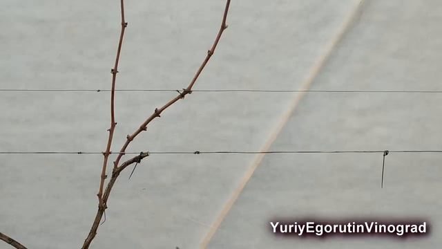 ? СТОЙ! ПРИШЛО ВРЕМЯ НАУЧИТЬСЯ ТАК ОБРЕЗАТЬ ВИНОГРАД. Урожайная обрезка винограда на плодовое звено