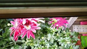 Цветение хризантемы 8 марта!