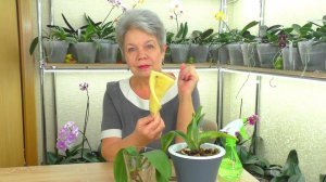 В ПОРОЛОНЕ Растут корни Орхидеи? Как нарастить корни у Орхидеи уценки в поролоне? Мой опыт...