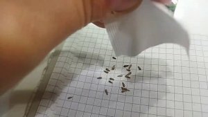 Сколько семян в упаковке 0.05 гр. Астра Джувел пурпурит от Гавриш?