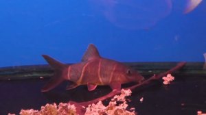 Аквариумная рыбка, Боция клоун, Botia macracantha