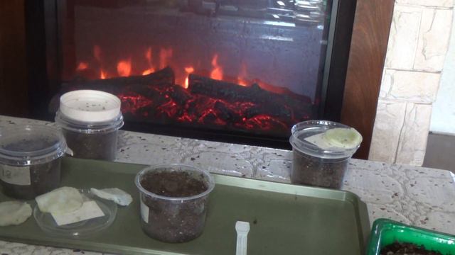 Сеем томаты на рассаду смотреть онлайн