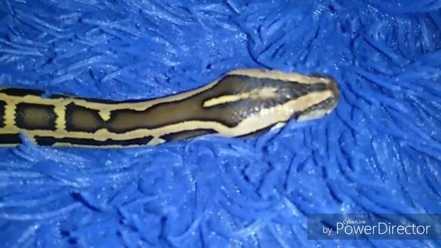 Тигровый питон нашелся! смотреть онлайн