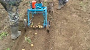 Картофелекопалка ККМ-1с мотоблоком КАСКАД. В п.Зайцева Речке копаем картофель