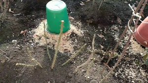 Розы. Секреты выращивания. Флорибунды.