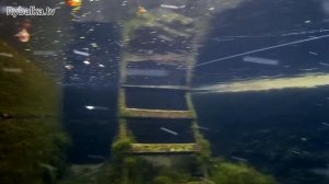 Воблер Pontoon 21 LL Bully Boo. Подводная съемка. Underwater