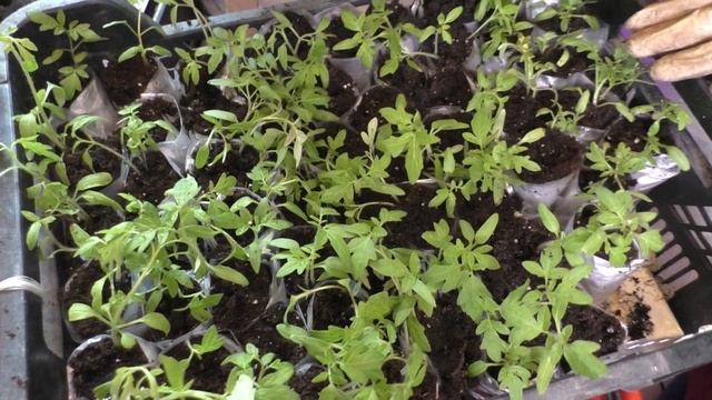 Компактная ПИКИРОВКА Томатов. Садим-сеем. смотреть онлайн