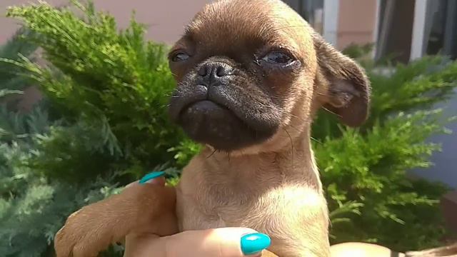 Щенок Гриффон 3 мес.Петит Брабансон(1) смотреть онлайн