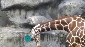 Дети и дикие животные - настоящее зоо видео животных Подборка