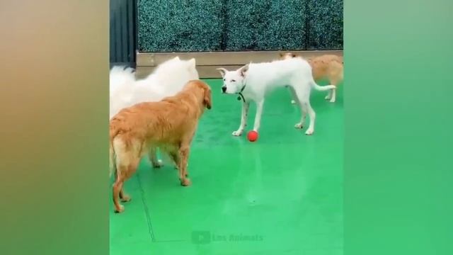 Самые смешные животные 
Приколы с котами и собаками 2022 смотреть онлайн