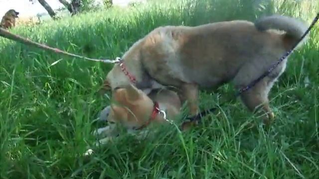 Shikoku et Akita : Kikumi playing with Akita pup! (05/2014 O Chanur Kennel) смотреть онлайн