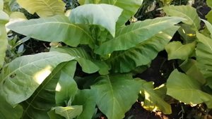 Сорт табака Пергей(Pergeu)