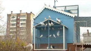 Разведение голубей: какие есть сложности, сколько это стоит и кто этим занимается в Красноярске?