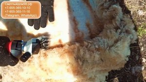 ВСЯ ПРАВДА о немецкой машинке Лингер! Честный отзыв о покупке! Стрижка заросшей овцы ВИДЕО.