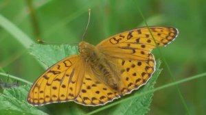 Бабочка. Перламутровка адиппа ( Argynnis adippe )