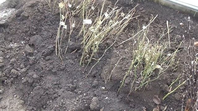 Как сохранить приобретённые саженцы растений зимой.