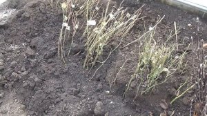 Как сохранить приобретённые саженцы растений зимой.