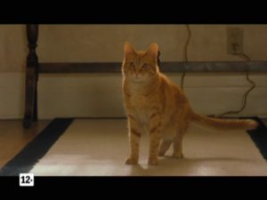 Кошки против собак