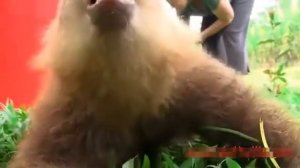 Как говорит ленивец؟