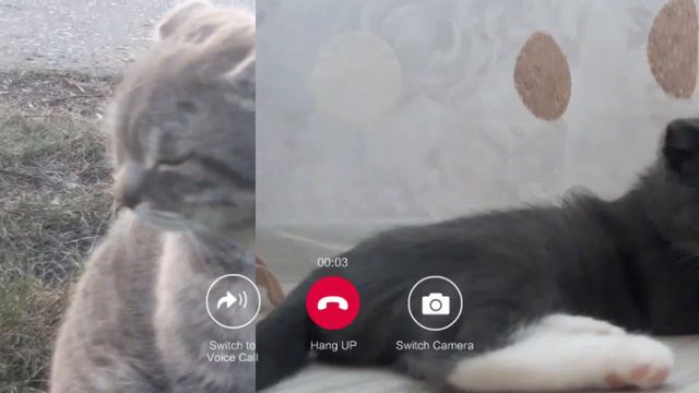 Кот стал львом!!😱😱😤😱батл с Ичиго! смотреть онлайн