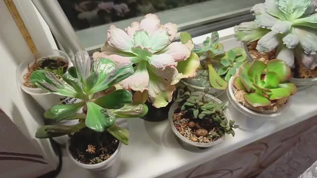 Обзор моих цветов #город61 #flowers #комнатныецветы #цветы #обзорцветов