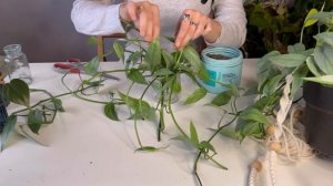 Черенкование комнатных растений