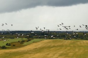 Журавлиная фотоохота в Шестаково