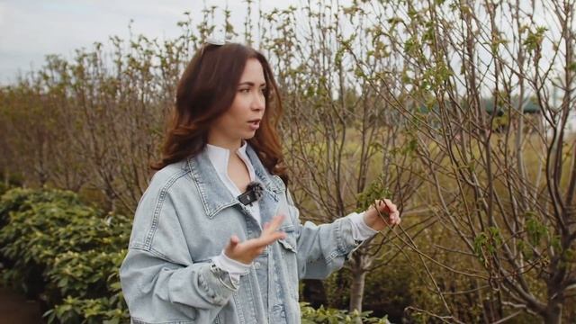 РЕДКАЯ КРАСОТА: рододендроны, необычная сосна и пузыреплодник на штамбе