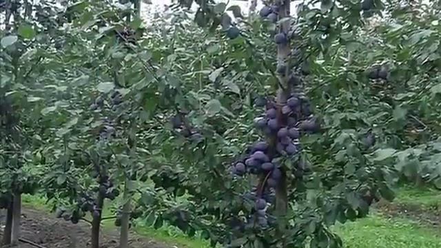 ПОЗИТИВЧИК И НЕ ТОЛЬКО. смотреть онлайн