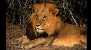 Сказка детям Лев и мышка / The Lion and the Mouse