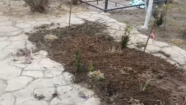 Посадка крокусов весной,порядки на клумбе смотреть онлайн