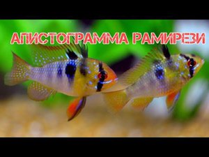 АПИСТОГРАММА РАМИРЕЗИ. СОДЕРЖАНИЕ В АКВАРИУМЕ