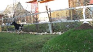 ВЕО Дина II  охрана  дачи