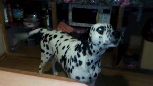 Поющий Долматинец