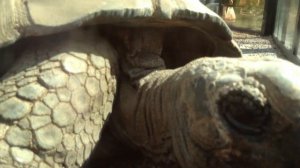 Гигантские галапагосские черепахи
