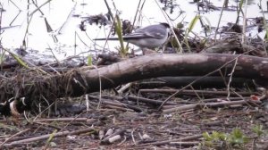 Белая трясогузка, Motacilla alba