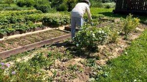 Женские будни//Собираю урожай//заготавливаю травы//сад цветет