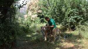 НЕВЕРОЯТНО ! Амурская тигрица принимает чужих детей!