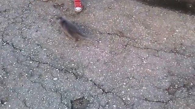 Танго котёнка смотреть онлайн