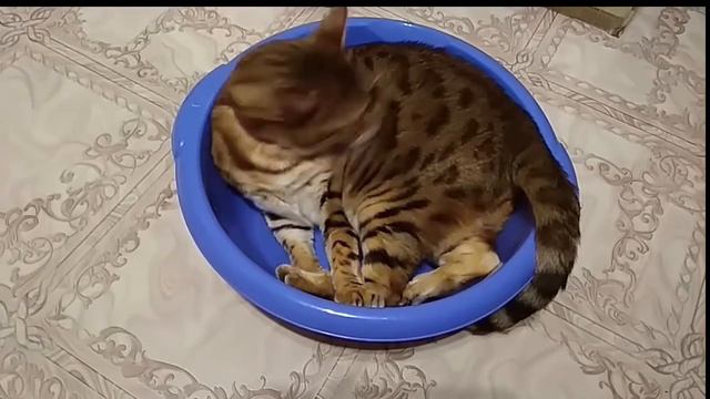 Умывание кота. Релакс.
