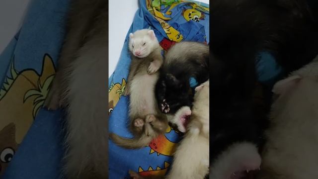 Дневной сон хорят. смотреть онлайн